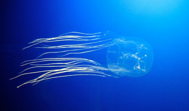 Box jellyfish image courtesy of gautsch. via Flickr