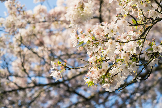 Foto mit freundlicher Genehmigung von Michael Brooks über Flickr