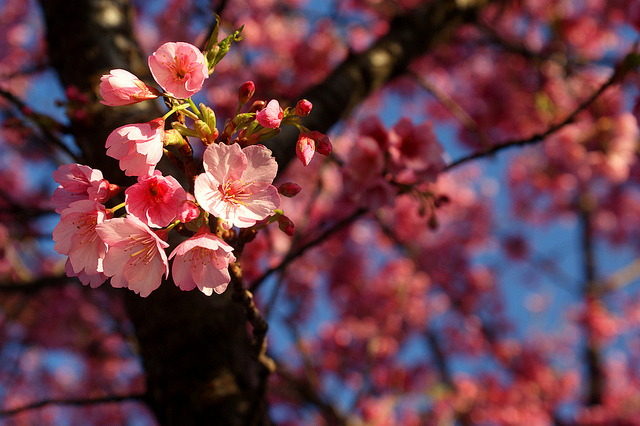 Foto mit freundlicher Genehmigung von Thisby Khury über Flickr