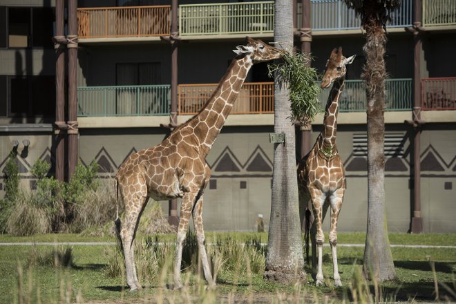 Bild mit freundlicher Genehmigung von Disney