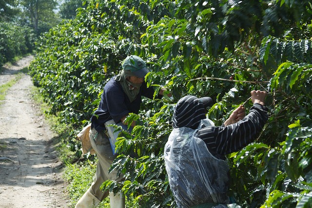 Une plantation de café en Colombie. fPhoto gracieuseté de McKay Savage