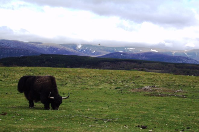 Une vache des Highlands dans le parc national des Cairngorms en Écosse avec l'aimable autorisation de denisbin / Flickr