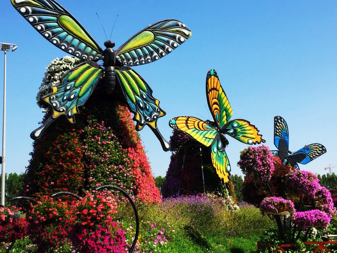 Dubai Miracle Garden.