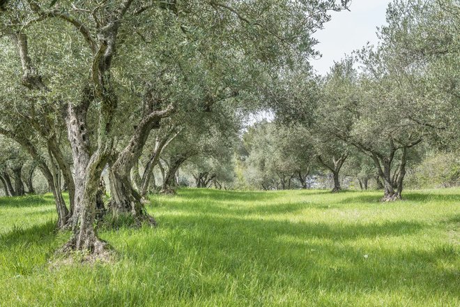 Olive grove in Istria courtesy of Colours of Istria