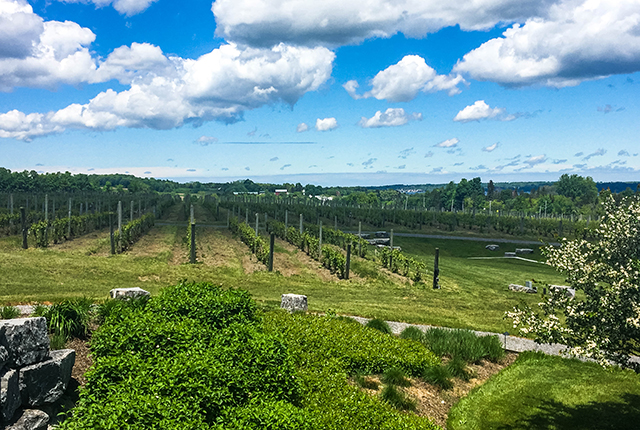 Anyela’s Vineyards/Oyster