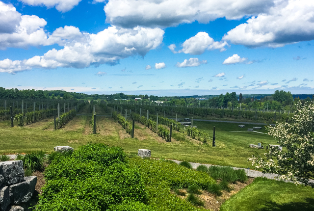 Anyela's Vineyards / Huître