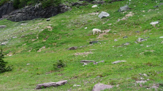 Bergziege; Bild mit freundlicher Genehmigung von Lara Grant