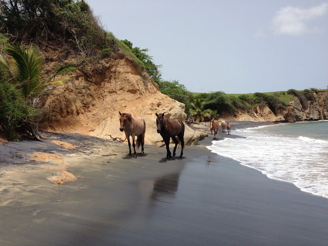 Caballos en Playa Negra; karlnorling / Flickr