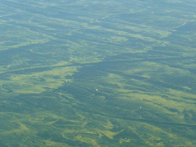 La prolifération d'algues du lac Érié; Image reproduite avec l'aimable autorisation du Laboratoire de recherche environnementale des Grands Lacs de la NOAA / Flickr