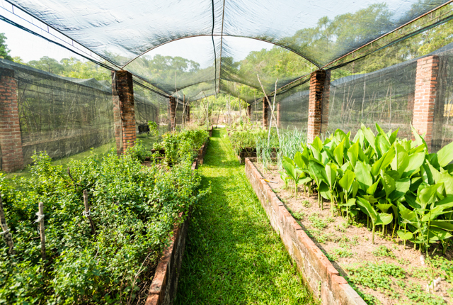 La fattoria biologica a Villa Azalea, Inn & Organic Farm / Oyster