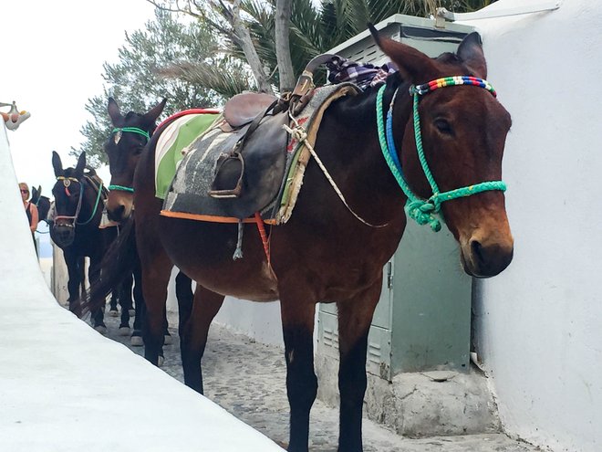 Burros em Oia, Santorini / Oyster