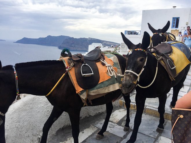Donkeys in Oia, Santorini/Oyster