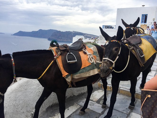 Burros en Oia, Santorini / Oyster