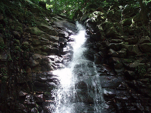 Enbas Saut Rainforest Trail, Sainte-Lucie; ScubaBear68 / Flickr