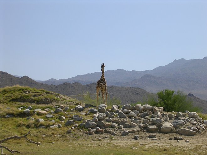 Giraffe in der lebenden Wüste; Caitlyn Willows / Flickr