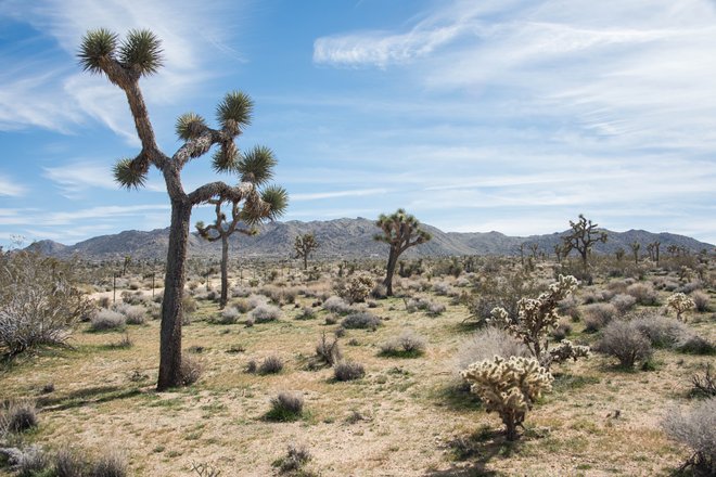 Parque Estadual Joshua Tree no Spin and Margie's Desert Hideaway / Oyster