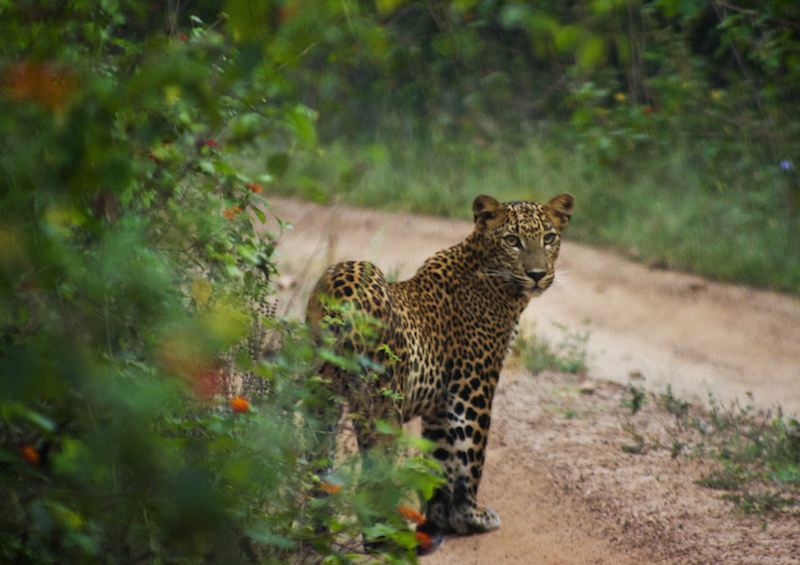 Le parc national de Yala; Kosala Bandara / Flickr