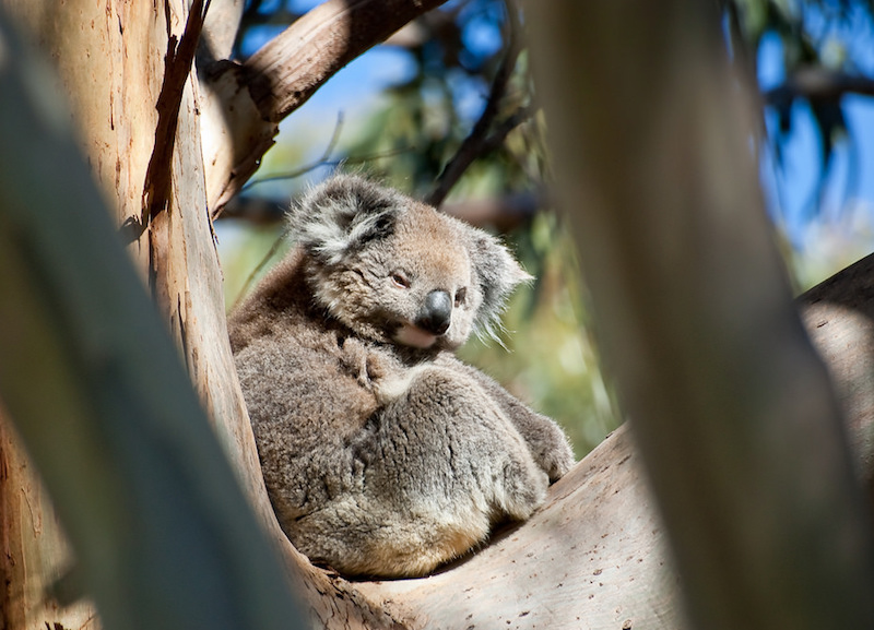 Ilha Kangaroo; Michele / Flickr