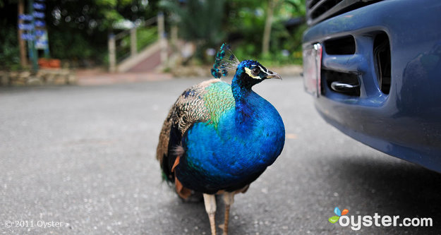 Peacock in Ocho Rios, Jamaica