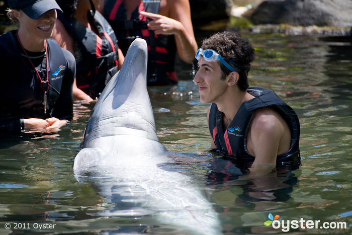 Or swim with dolphins on Oahu?