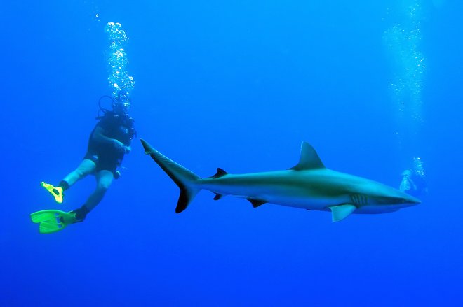 Rangiroa Diving; SF Brit / Flickr