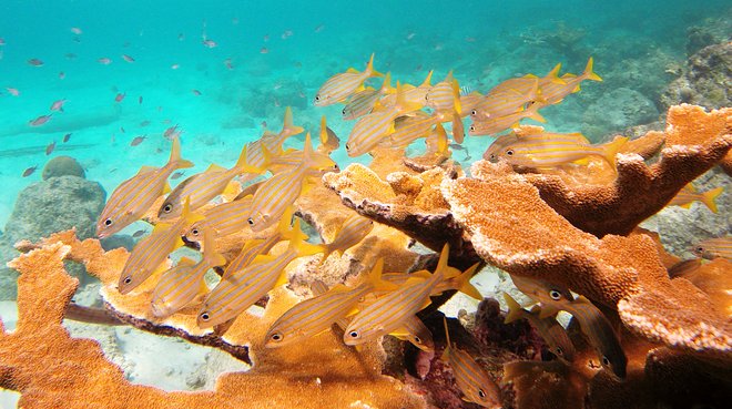 SNORKELINGDIVES.COM/Flickr