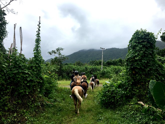 El Yunque National Forest/Alisha Prakash El Yunque National Forest/Alisha Prakash