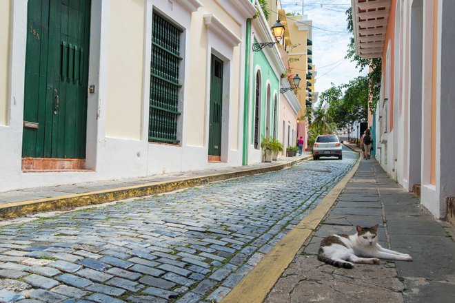 Old San Juan/Oyster