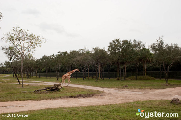 Disney Animal Kingdom Lodge, Orlando