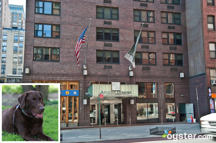 Pet-Friendly Hotel in New York City