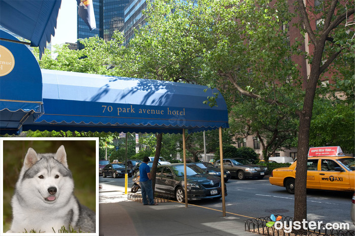 Credit: Courtesy of Flickr.com (dog); The entrance to 70 Park Avenue Hotel; New York City, NY