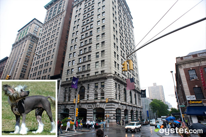 Credit: Courtesy of Flickr.com (dog); The entrance to the W Union Square; New York City, NY