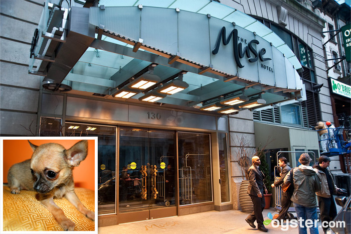 Credit: Courtesy of Flickr.com (dog); The entrance to The Muse - Kimpton; New York City, NY