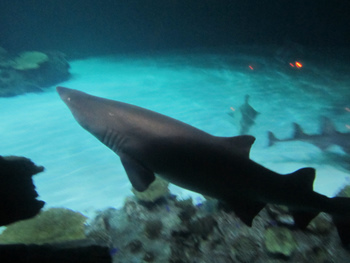 Der Shark Tank im Mandalay Bay Resort und Casino; Las Vegas, NV (Kredit: Flickr Benutzer Pardee Ave)