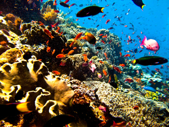 Scuba Diving in Costa Rica's nutriet-rich waters. (Credit: Flickr User Ilse Reijs and Jan-Noud Hutten)