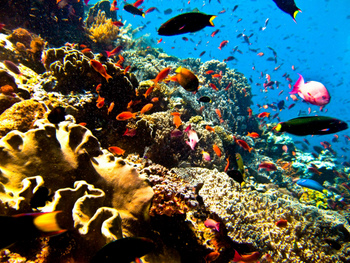 Buceo en las aguas ricas en nutrientes de Costa Rica. (Crédito: usuario de Flickr Ilse Reijs y Jan-Noud Hutten)