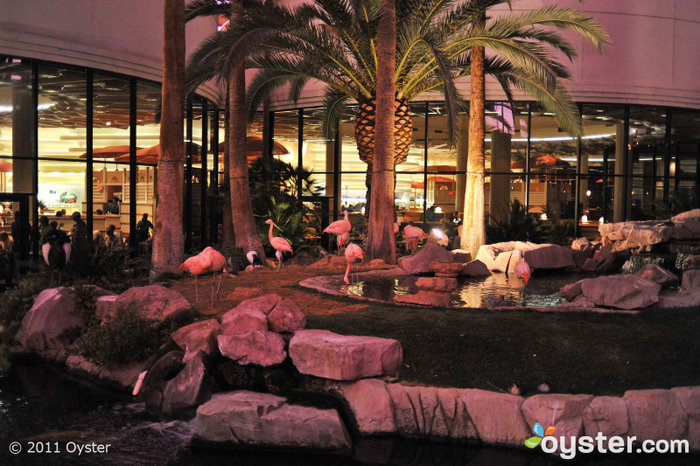 Hilton Grand Vacations at the Flamingo - The Flamingo Pool near the Hilton  Grand Vacations Suites at The Flamingo