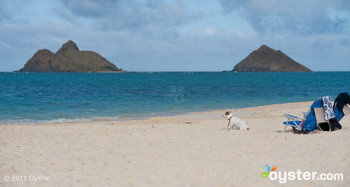 Un cucciolo chiaramente rilassato osserva le onde a Oahu vicino al Kahala Hotel and Resort.