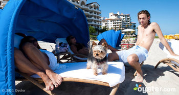 This tiny little Yorkie has more than enough room to stretch out on one of the Fisher Island Hotel lounge chairs, don't you think?