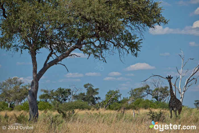Una jirafa descubierta en el camino de la canoa de Selinda - Botswana