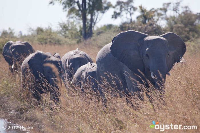 Elefante na Selinda Canoe Trail - Botsuana