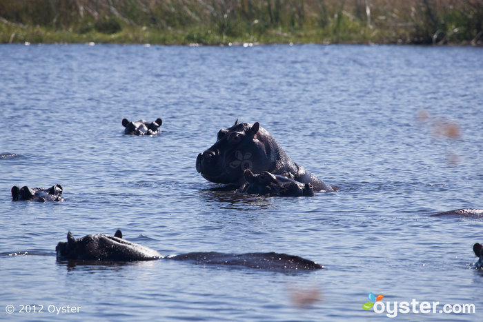 Hipopótamos na trilha da canoa de Selinda - Botsuana