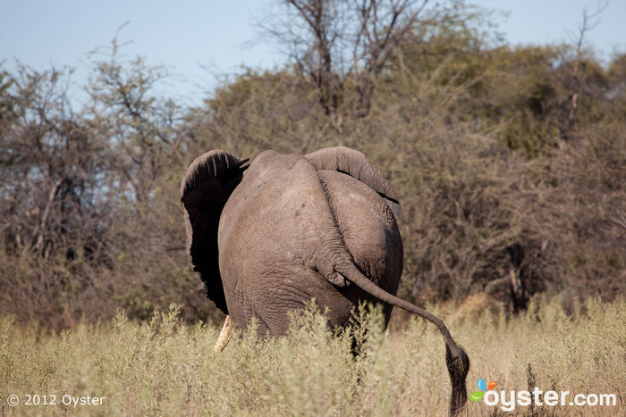 Um elefante está por trás do & Beyond Nxabega Okavango Tented Camp; Botsuana