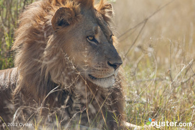 Il Botswana è una delle prime scelte di Oyster.com per avvistare animali selvaggi.