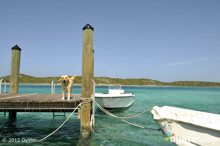 Tom pourrait être à la recherche du meilleur ami de l'homme: Dock at Fowl Cay