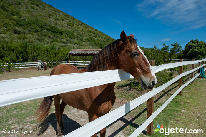 Horse Stables at the Biras Creek Resort