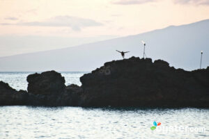 Dive on into 2013!