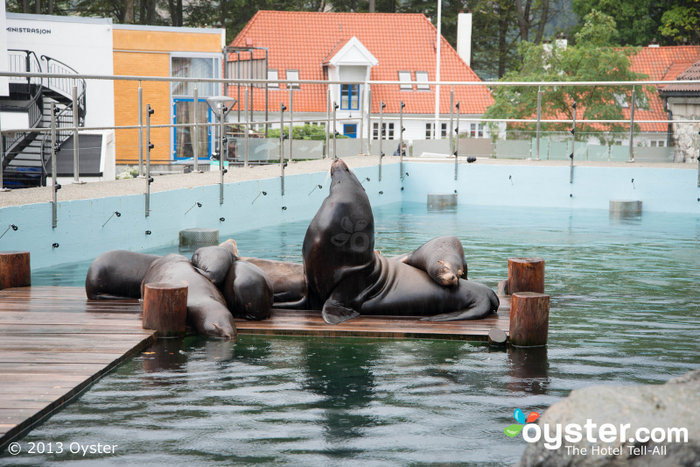 Selos adoráveis ​​jogar no aquário de Bergen.