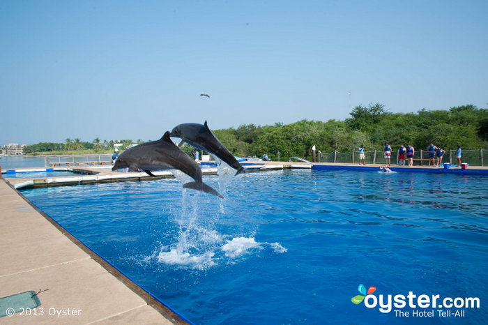 Vallarta Adventures attracts many tourists with its dolphin activities.