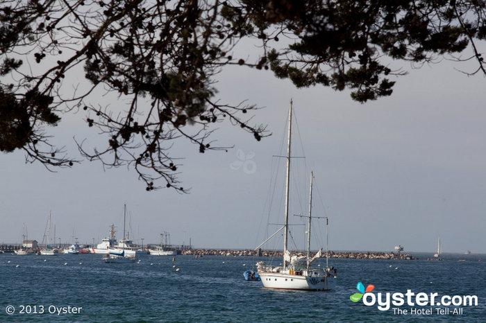 Monterey é o lar de uma vida marinha abundante, com frequentes baleias e leões-marinhos.